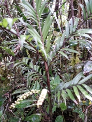Dypsis concinna