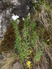 Linum monogynum