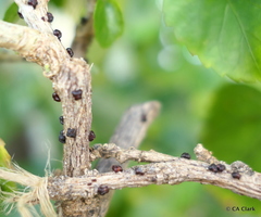 Paratachardina pseudolobata