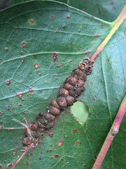 Eriococcus coriaceus