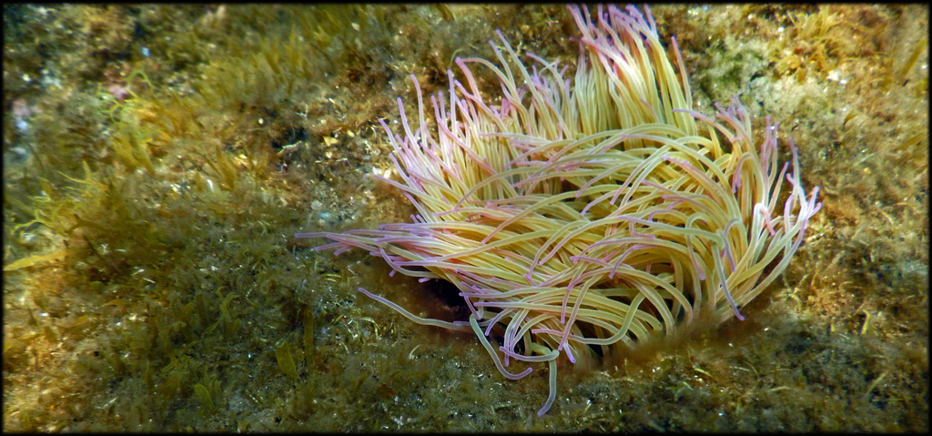 snakelocks anemone (Intertidal species of NE Atlantic) · iNaturalist