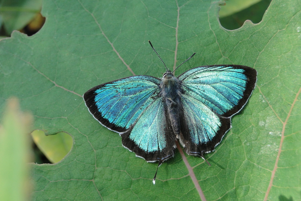 Chrysozephyrus scintillans