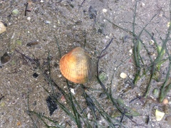 Cerastoderma glaucum