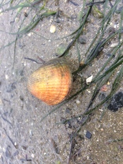 Cerastoderma glaucum