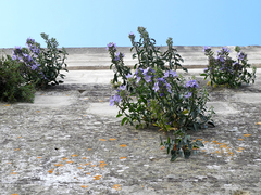 Campanula versicolor tenorei