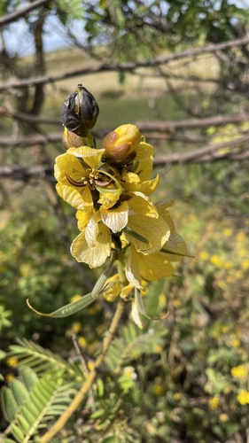 Peanut-Butter Cassia