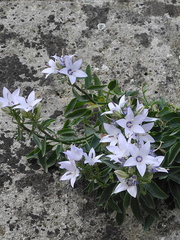 Campanula versicolor tenorei