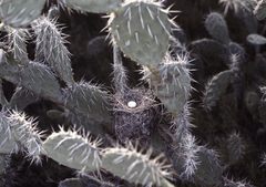 Opuntia caracassana