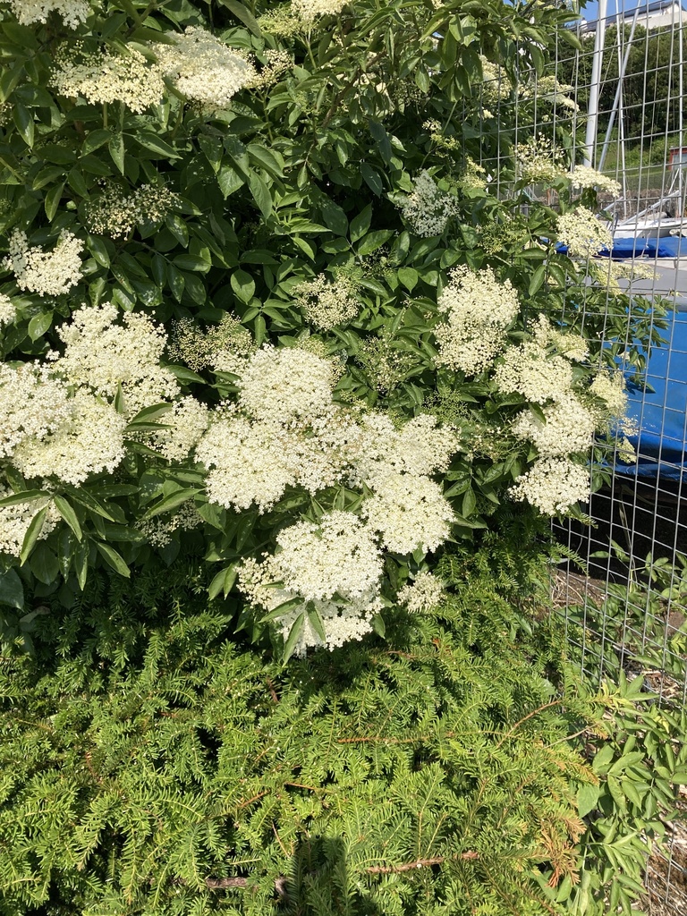 European Black Elderberry From Ogilvie Road Dundee Scotland GB On european-black-elderberry-from-ogilvie-road-dundee-scotland-gb-on