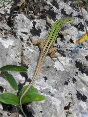 Podarcis siculus