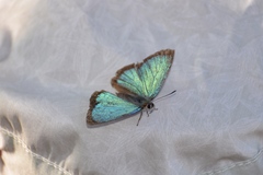 Chrysozephyrus scintillans