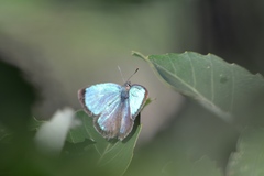 Chrysozephyrus scintillans