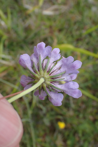 Scabiosa columbaria