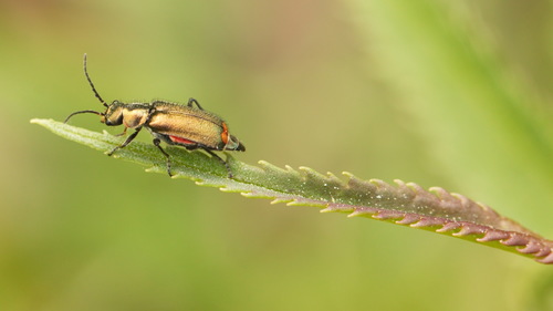Common Malachite-beetle photo 4