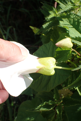 Shortstalk false bindweed (Calystegia silvatica)