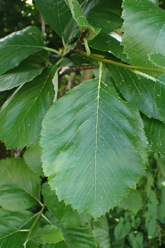 Aria edulis