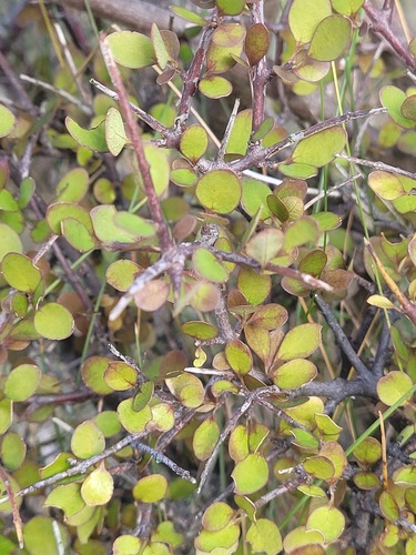 Aristotelia fruticosa (Aristotelia fruticosa)
