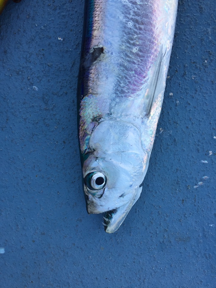 Wolf Herrings