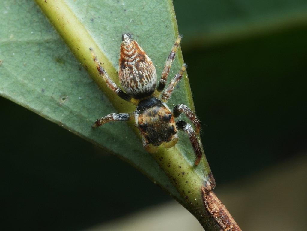 Ptocasius paraweyersi