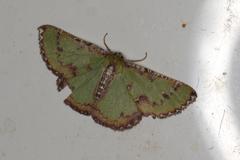 Eucyclodes buprestaria