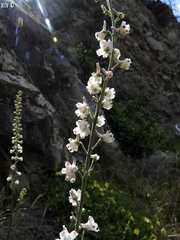 Delphinium hansenii