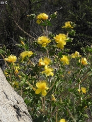 Mentzelia crocea