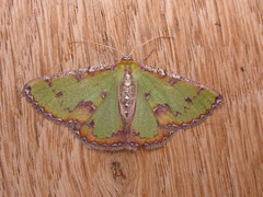 Eucyclodes buprestaria