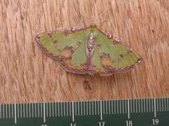 Eucyclodes buprestaria