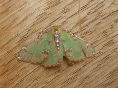 Eucyclodes buprestaria