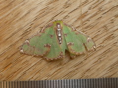 Eucyclodes buprestaria