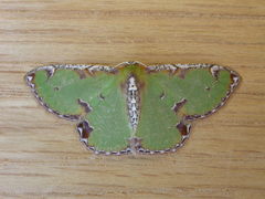 Eucyclodes buprestaria