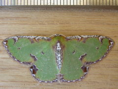 Eucyclodes buprestaria