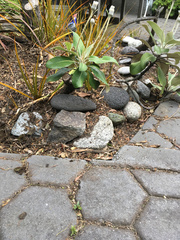 Pachystegia insignis