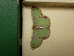 Eucyclodes buprestaria