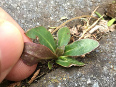 Pachystegia insignis
