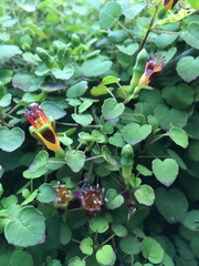 Fuchsia procumbens