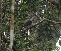 Ducula badia