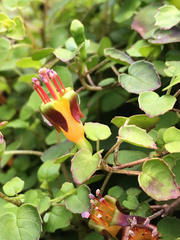 Fuchsia procumbens