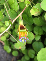 Fuchsia procumbens