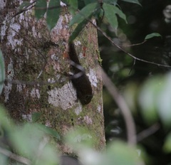 Exilisciurus whiteheadi