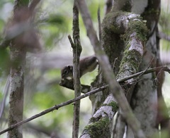 Sundasciurus jentinki