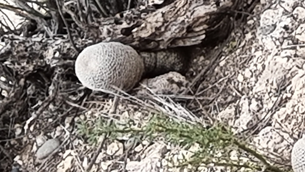 Reicheocactus famatinensis