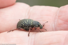 Catasarcus impressipennis