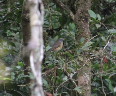 Turdus obscurus