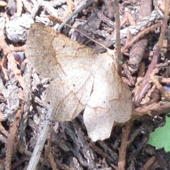 Euchlaena marginaria