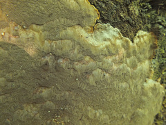 Phellinus laevigatus