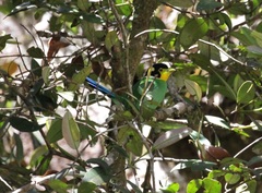 Psarisomus dalhousiae