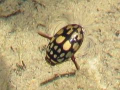 Thermonectus marmoratus