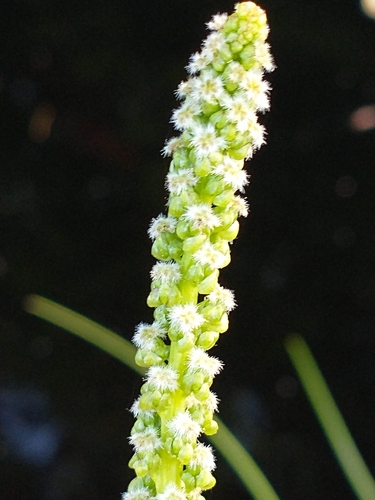 Arrow-grass