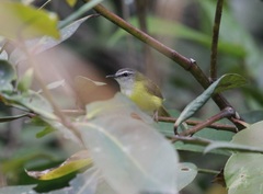Abroscopus superciliaris